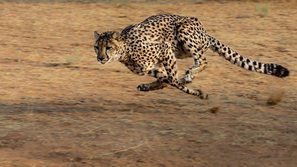 Measuring website speed