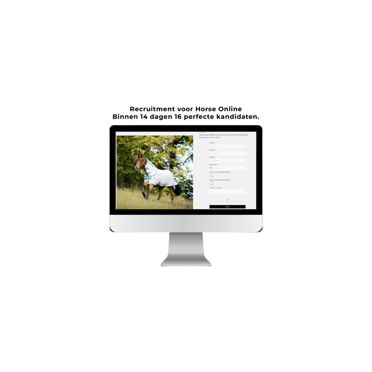 Horse Online — A successful collaboration